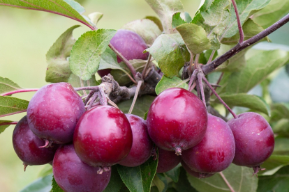 Õunapuu ´Raganas Sarkanais´ (Malus)