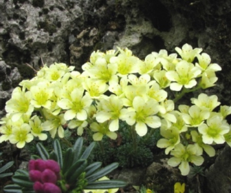 Kiviriku sort ´Karlstejn´ (Saxifraga)