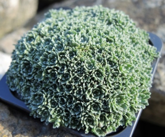 Kiviriku alaliik (Saxifraga paniculata ssp. baldensis)