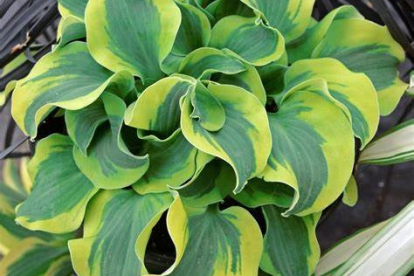 Hosta ´School Mouse´ (Hosta)