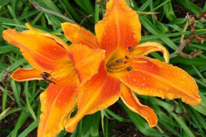 Päevaliilia ´Screamcicle´ (Hemerocallis)