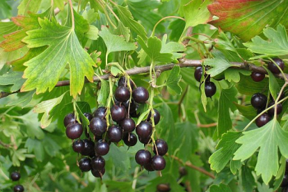 Kuldsõstar ´Raadu´ syn ´Räpina 3´ (Ribes aureum)