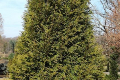 Elupuu ´Semperaura´ (Thuja)