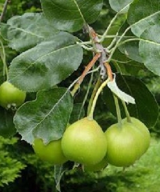 Pirni ja pihlaka hübriid ´Shipova´ (Sorbopyrus irregularis)