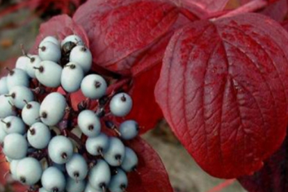 Siberi kontpuu ´Siberian Pearls´ (Cornus sibirica)