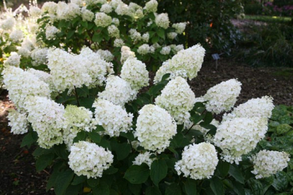 Aedhortensia ´Silver Dollar´ (Hydrangea paniculata)