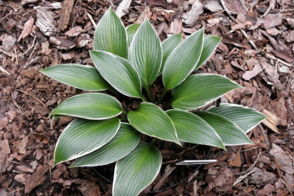 Hosta ´Silver Shadow´ (Hosta)