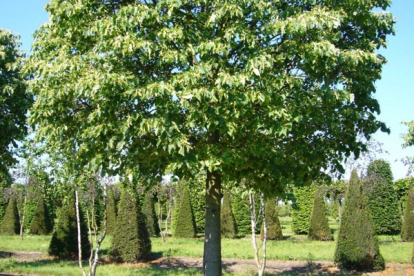 Harilik pärn ´Simone´ (Tilia cordata)