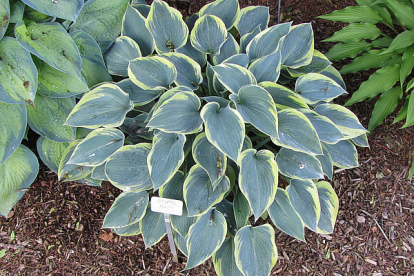 Hosta ´Sleeping Beauty´ (Hosta)