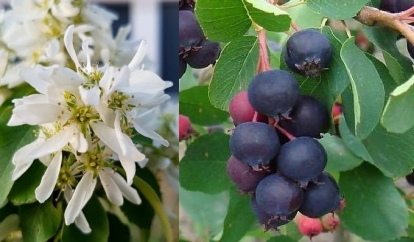 Lepaleheline toompihlakas ´Sleyt´ (Amelanchier alnifolia)