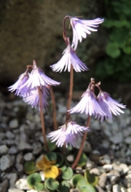 Karpaatia soladinell (Soladinell carpatica)