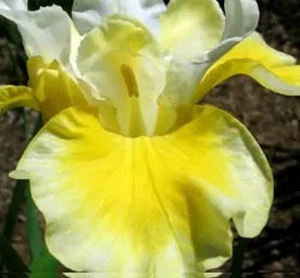 Siberi võhumõõk ´Solar Energy´ (Iris sibirica)