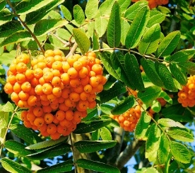 Pihlakas ´Solnetšnoje´ (Sorbus aucuparia) - 0,5 m kõrge okulaat