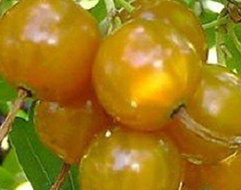 Kuldsõstar ´Solnishko´ (Ribes aureum) - kollaseviljaline