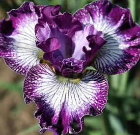 Siberi võhumõõk ´Something Shocking´  (Iris sibirica)