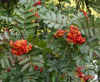 Kaskaadi pihlakas (Sorbus cascadensis)