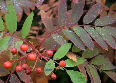 Matsumura pihlakas (Sorbus matsumurana) noortaimed