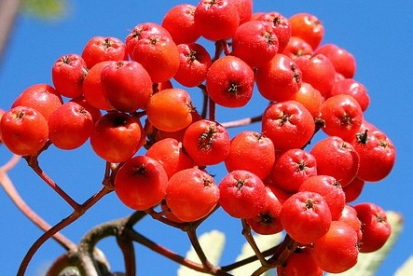 Pihlakas ´Sorbinka´ (Sorbus)