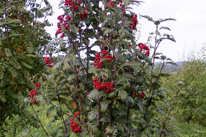 Arranensise pihlakas (Sorbus arraniensis)