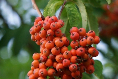 harilik pihlakas (Sorbus aucupraria) - 2,5 ... 3,0 m kõrge vähemalt