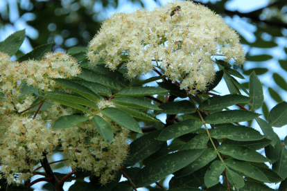 Kaunis pihlakas (Sorbus decora)