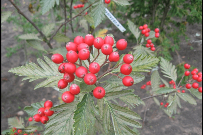 Pihlakas (Sorbus Ammonensis) - Tellimisel