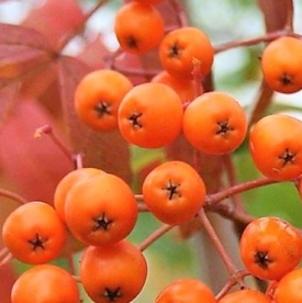 Pihlakas ´Apricot Queen´ (Sorbus)