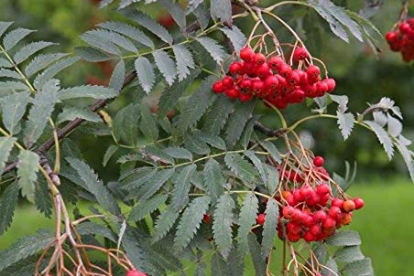 Harilik pihlakas (Sorbus aucuparia)