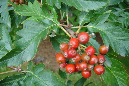 Transilvaania pihlakas (Sorbus Borbasii)