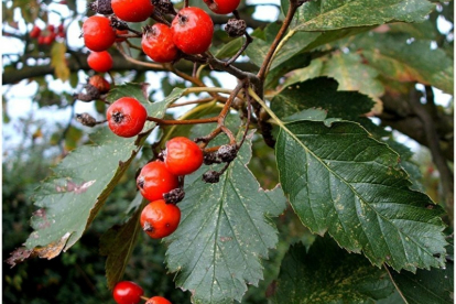 Pooppuu (Sorbus intermedia) - poogitud hariliku pihlaka peale