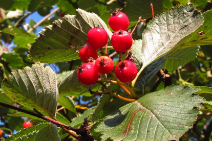 Mougeotti pihlakas (Sorbus mougeotti)