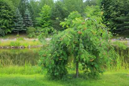 Leinapihlakas ´Pendula´ (Sorbus aucupraria) - Ei saada kulleriga-Tellimisel