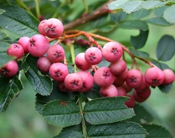 Vilmorini pihlakas (Sorbus vilmorinii) - okulaat kuni 40 cm saadaval alates august 2026