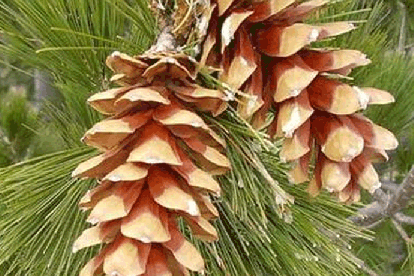 Rumeelia mänd (Pinus peuce)