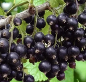 Must sõstar ´Sozvezdije´ (Ribes nigrum)