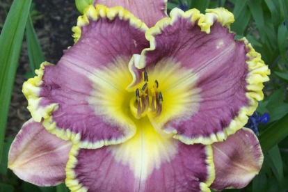 Päevaliilia ´Spacecoast Better Late´ (Hemerocallis)