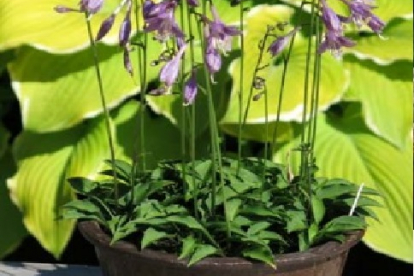 Hosta ´Spingarn´s Japan´ (Hosta)