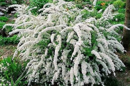Tuhkurenelas ´Compacta´ (Spiraea * cinerea)