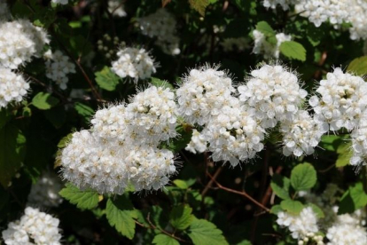 Taraenelas (Spiraea chamaedryfolia) paljasjuurne