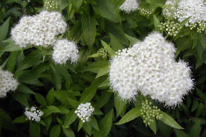 Jaapani enelas ´Pygmaea Alba´ (Spiraea japonica)