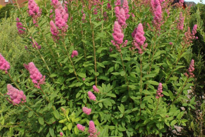 Hambuline enelas ´Lenneana´ (Spiraea billardii)
