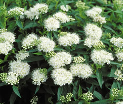 Jaapani enelas ´Ovalifolia´ (Spiraea japonica)