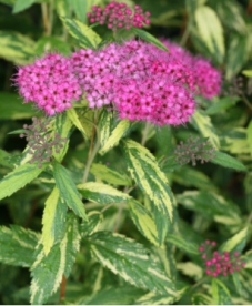 Jaapani enelas ´Paint lady´ (Spiraea japonica)