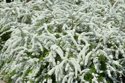 Tuhkurenelas ´Grefsheim´ (Spiraea * cinerea)