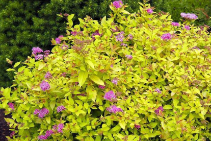 Jaapani enelas ´Golden Princess` (Spiraea japonica)