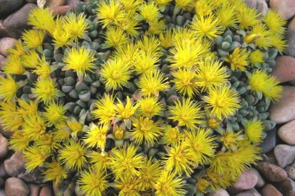 Stomatium mustellinum