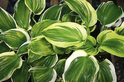 Hosta ´Sugar and Spice´ (Hosta)