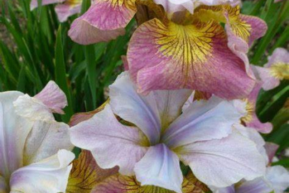 Siberi võhumõõk ´Sugar Rush´ (Iris sibirica)