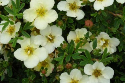 Põõsasmaran ´Summer Sorbet´ (Potentilla fruticosa)