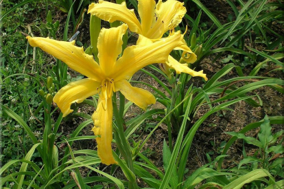 Päevaliila ´Summer Star´ (Hemerocallis)